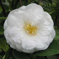Camellia japonica 'Le Lys'